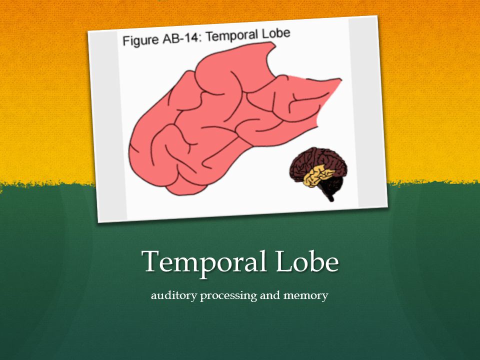 Temporal Lobe auditory processing and memory