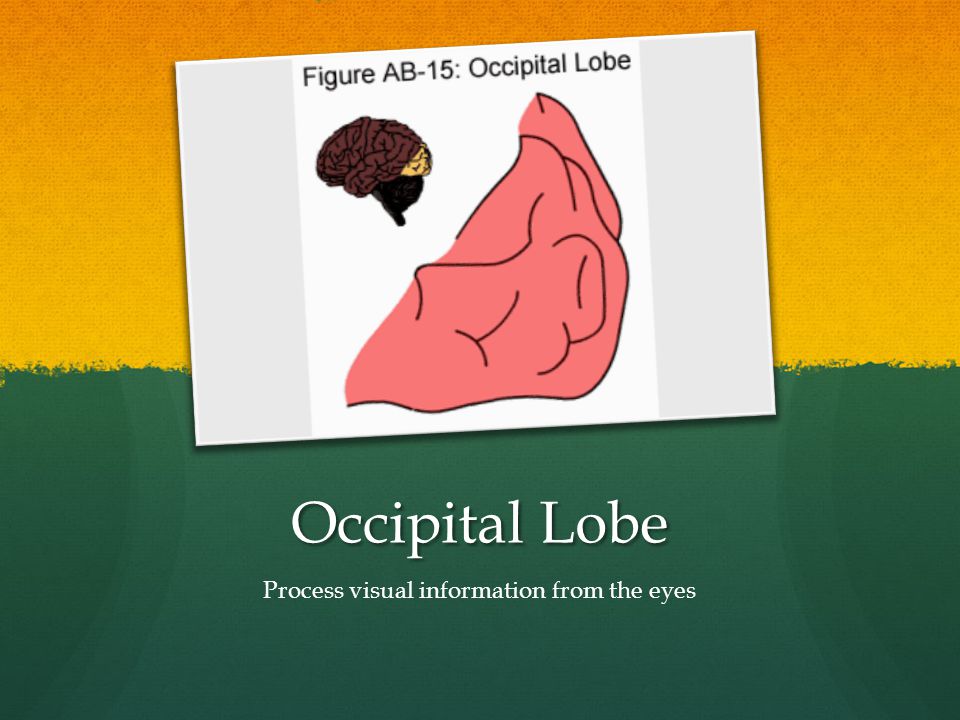 Occipital Lobe Process visual information from the eyes