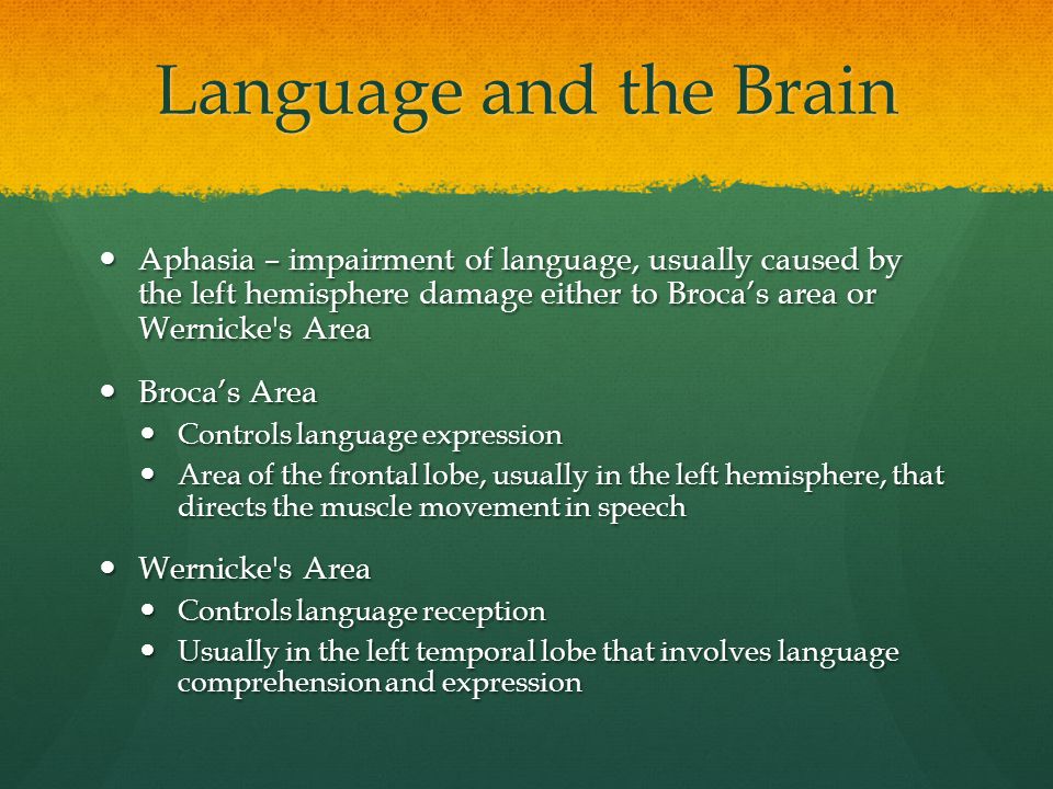 Language and the Brain Aphasia – impairment of language, usually caused by the left hemisphere damage either to Broca’s area or Wernicke s Area Aphasia – impairment of language, usually caused by the left hemisphere damage either to Broca’s area or Wernicke s Area Broca’s Area Broca’s Area Controls language expression Controls language expression Area of the frontal lobe, usually in the left hemisphere, that directs the muscle movement in speech Area of the frontal lobe, usually in the left hemisphere, that directs the muscle movement in speech Wernicke s Area Wernicke s Area Controls language reception Controls language reception Usually in the left temporal lobe that involves language comprehension and expression Usually in the left temporal lobe that involves language comprehension and expression