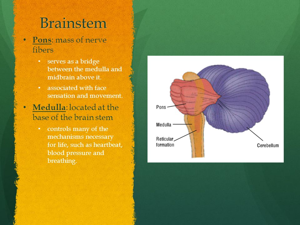 Brainstem Pons : mass of nerve fibers serves as a bridge between the medulla and midbrain above it.