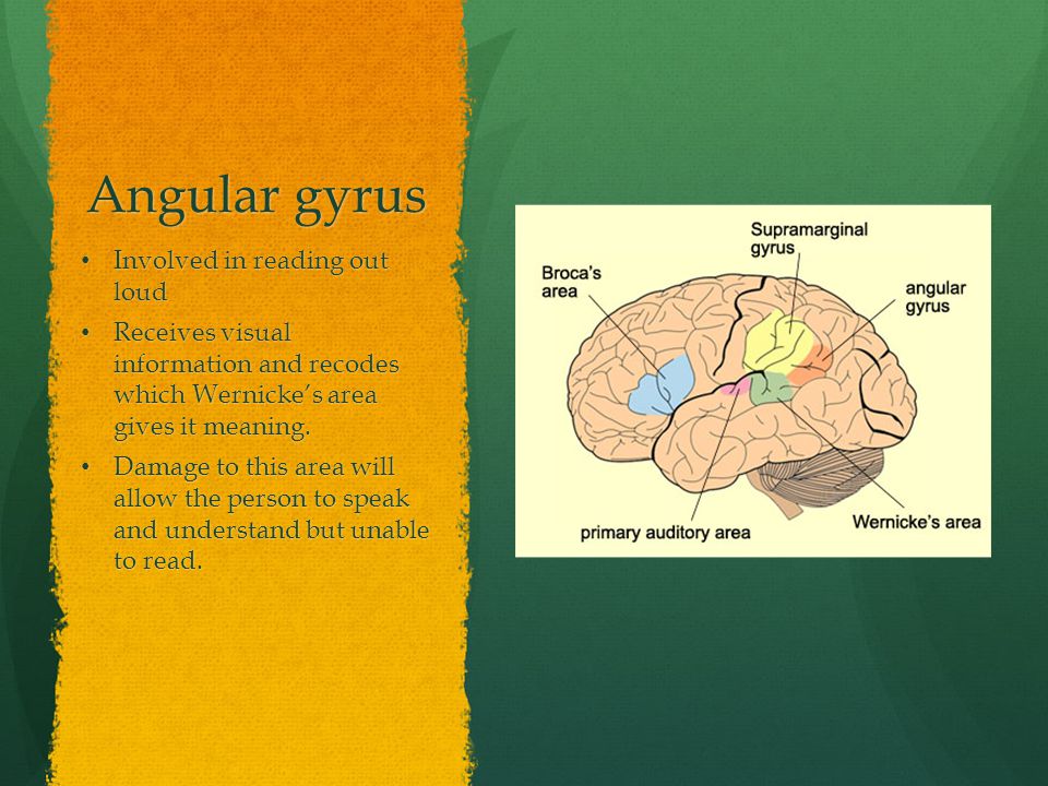 Angular gyrus Involved in reading out loud Involved in reading out loud Receives visual information and recodes which Wernicke’s area gives it meaning.