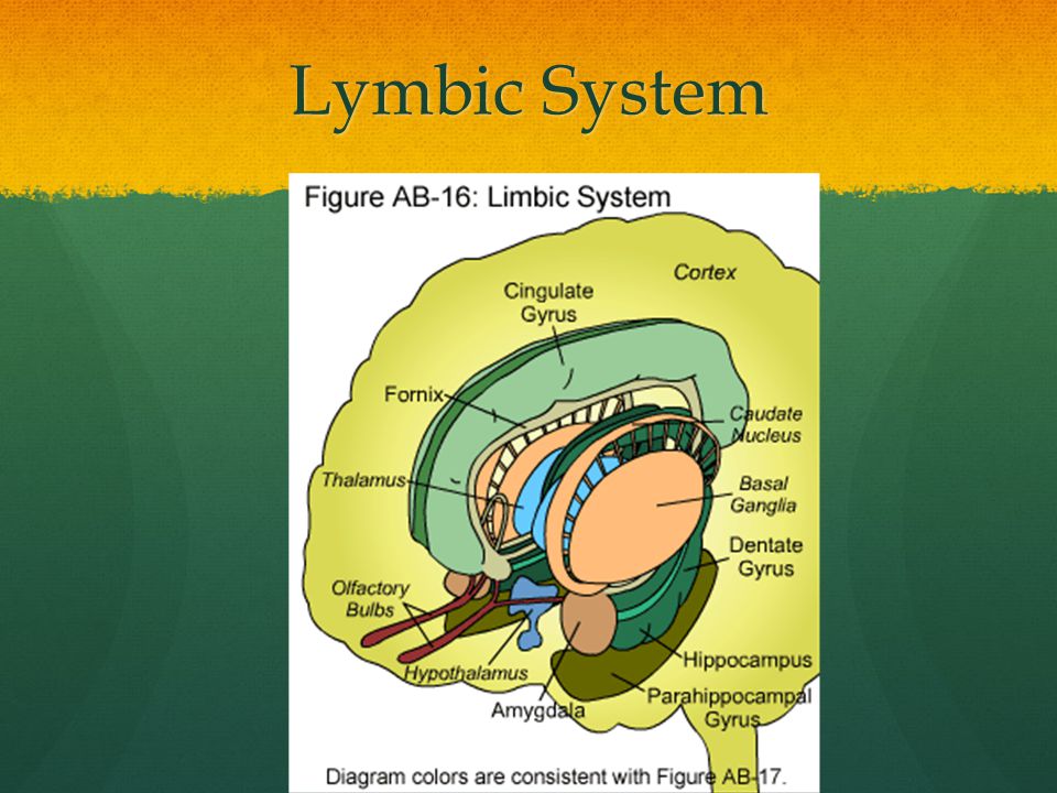 Lymbic System