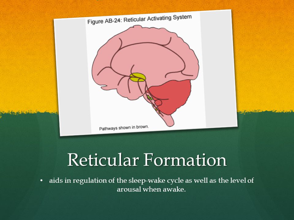 Reticular Formation aids in regulation of the sleep-wake cycle as well as the level of arousal when awake.