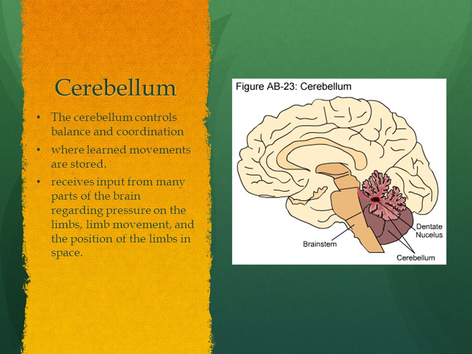 Cerebellum The cerebellum controls balance and coordination where learned movements are stored.
