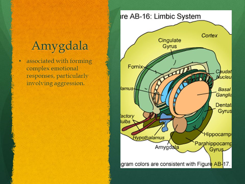 Amygdala associated with forming complex emotional responses, particularly involving aggression.