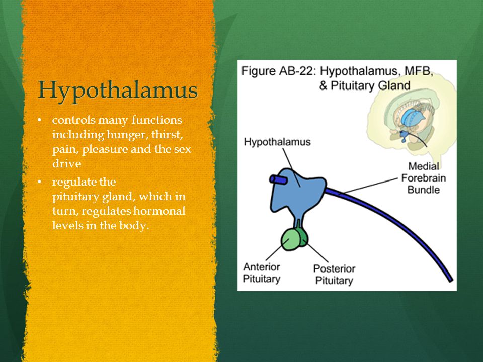 Hypothalamus controls many functions including hunger, thirst, pain, pleasure and the sex drive regulate the pituitary gland, which in turn, regulates hormonal levels in the body.