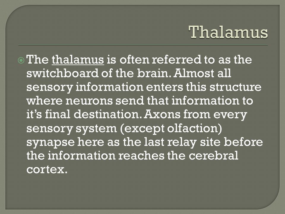  The thalamus is often referred to as the switchboard of the brain.
