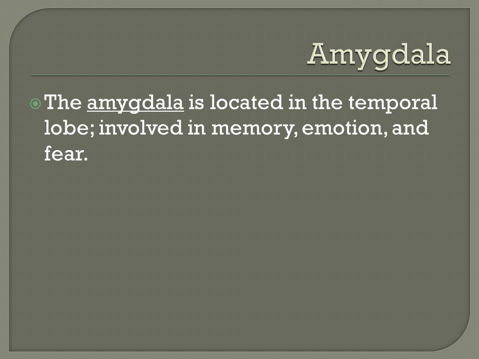 The amygdala is located in the temporal lobe; involved in memory, emotion, and fear.