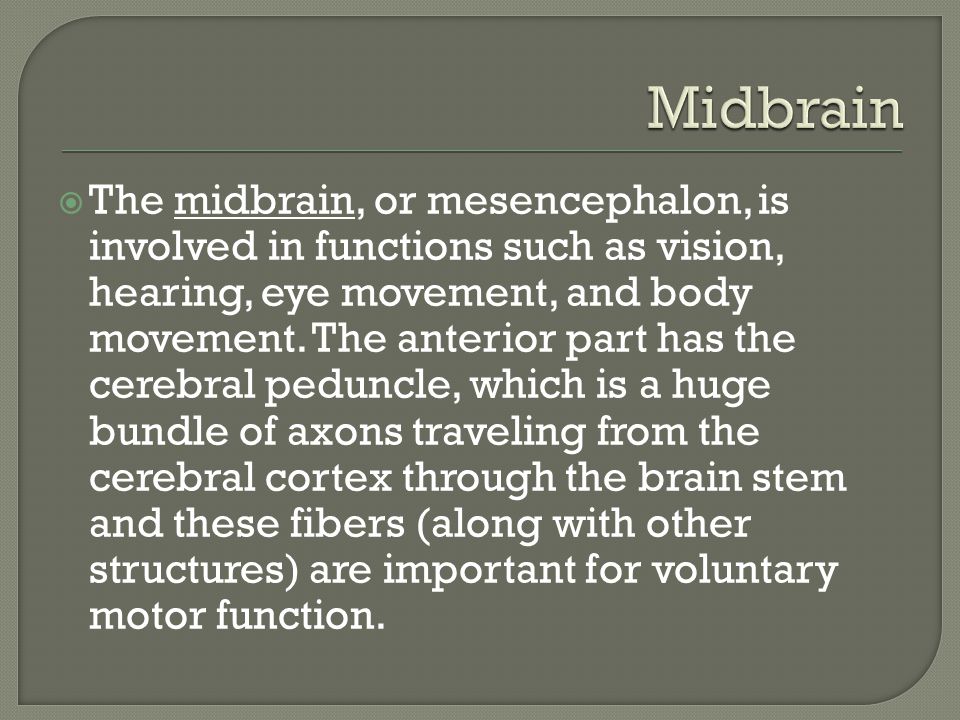  The midbrain, or mesencephalon, is involved in functions such as vision, hearing, eye movement, and body movement.