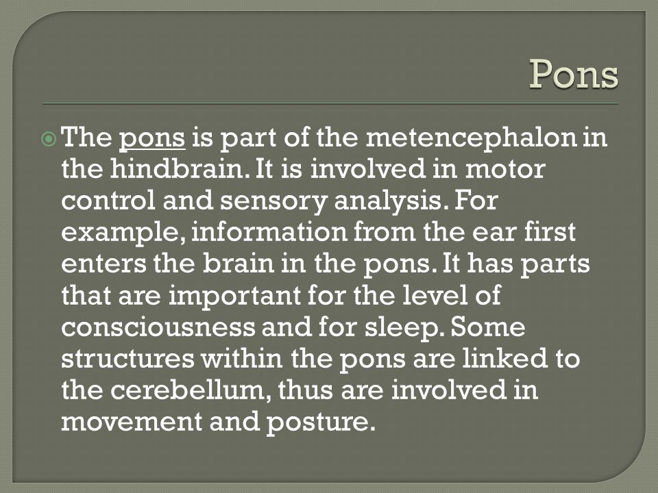  The pons is part of the metencephalon in the hindbrain.