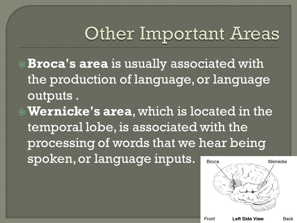  Broca s area is usually associated with the production of language, or language outputs.