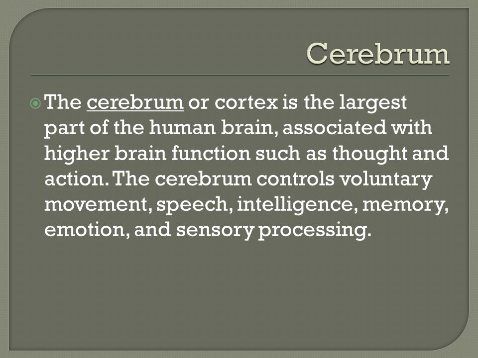  The cerebrum or cortex is the largest part of the human brain, associated with higher brain function such as thought and action.