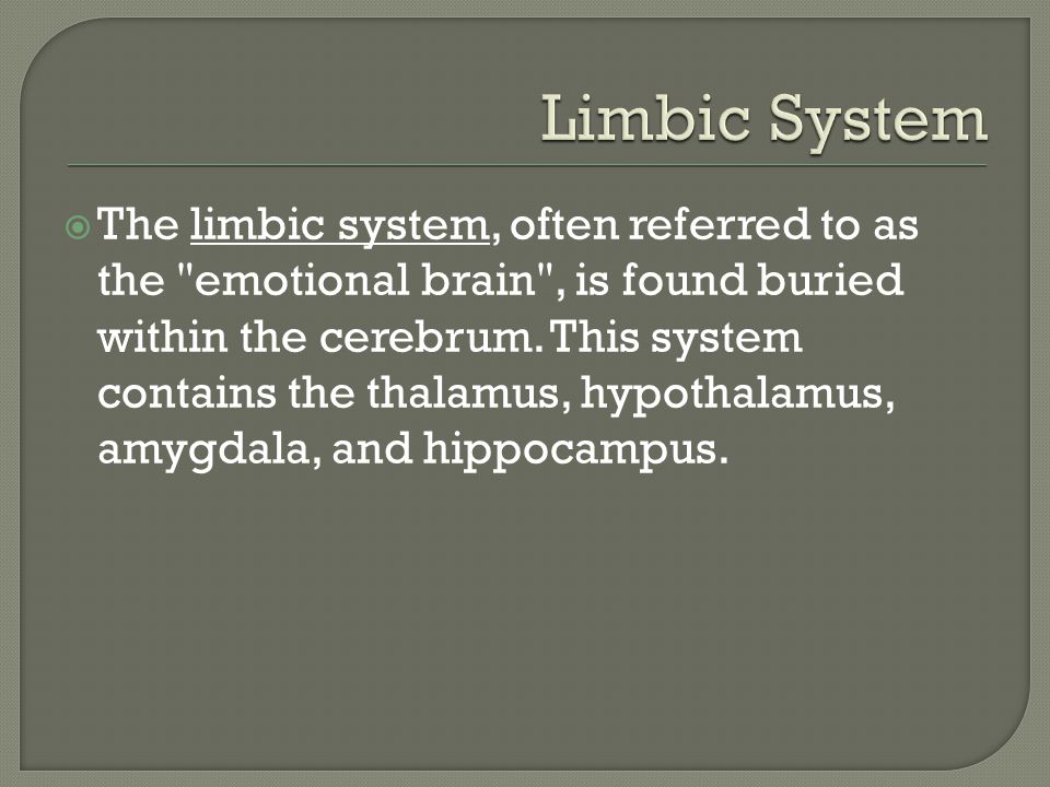  The limbic system, often referred to as the emotional brain , is found buried within the cerebrum.