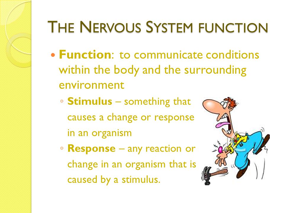 T HE N ERVOUS S YSTEM FUNCTION Function: to communicate conditions within the body and the surrounding environment ◦ Stimulus – something that causes a change or response in an organism ◦ Response – any reaction or change in an organism that is caused by a stimulus.