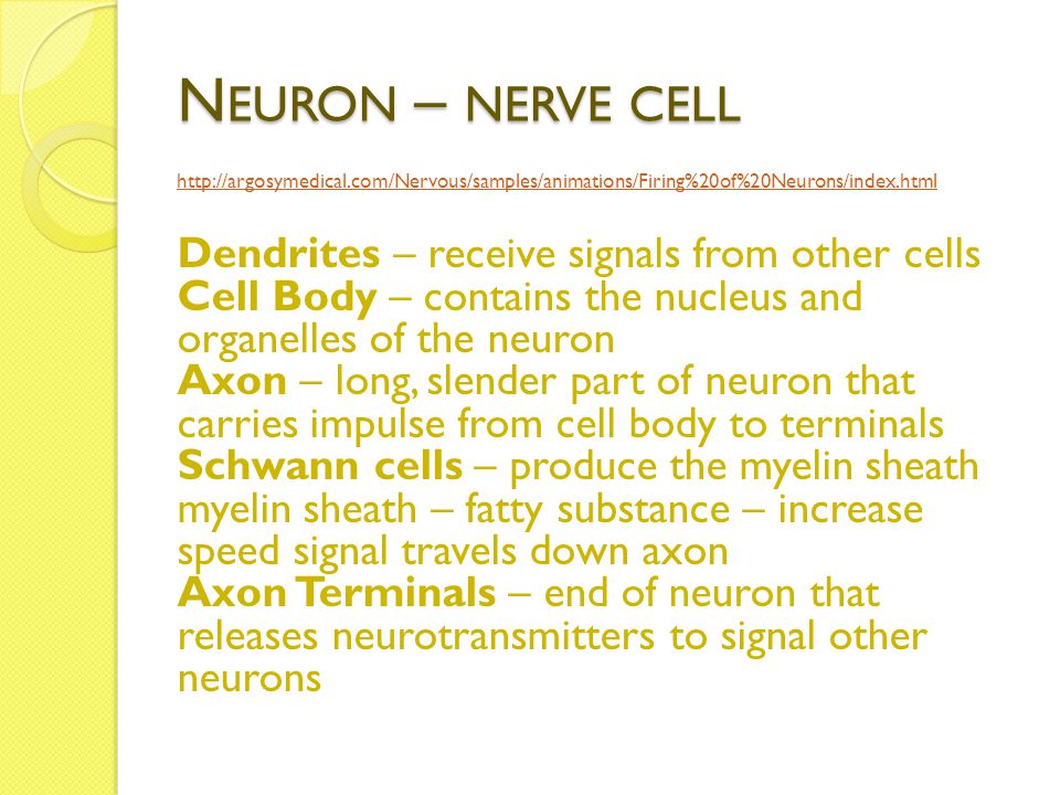 N EURON – NERVE CELL   Dendrites – receive signals from other cells Cell Body – contains the nucleus and organelles of the neuron Axon – long, slender part of neuron that carries impulse from cell body to terminals Schwann cells – produce the myelin sheath myelin sheath – fatty substance – increase speed signal travels down axon Axon Terminals – end of neuron that releases neurotransmitters to signal other neurons