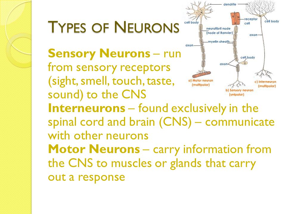 T YPES OF N EURONS Sensory Neurons – run from sensory receptors (sight, smell, touch, taste, sound) to the CNS Interneurons – found exclusively in the spinal cord and brain (CNS) – communicate with other neurons Motor Neurons – carry information from the CNS to muscles or glands that carry out a response