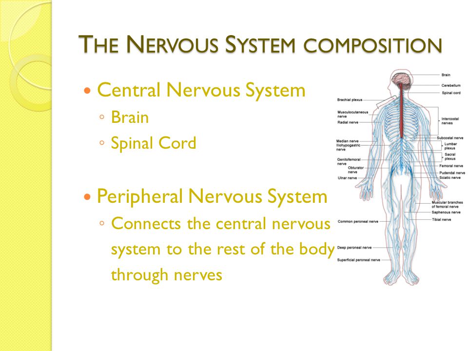 T HE N ERVOUS S YSTEM COMPOSITION Central Nervous System ◦ Brain ◦ Spinal Cord Peripheral Nervous System ◦ Connects the central nervous system to the rest of the body through nerves