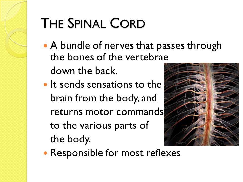T HE S PINAL C ORD A bundle of nerves that passes through the bones of the vertebrae down the back.