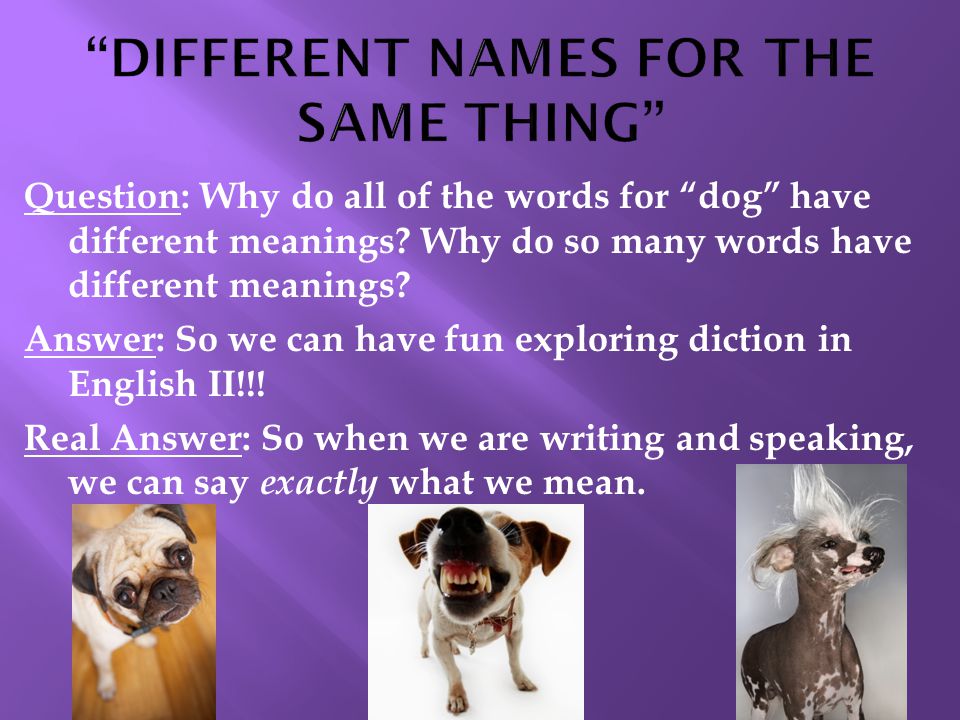 Question: Why do all of the words for dog have different meanings.