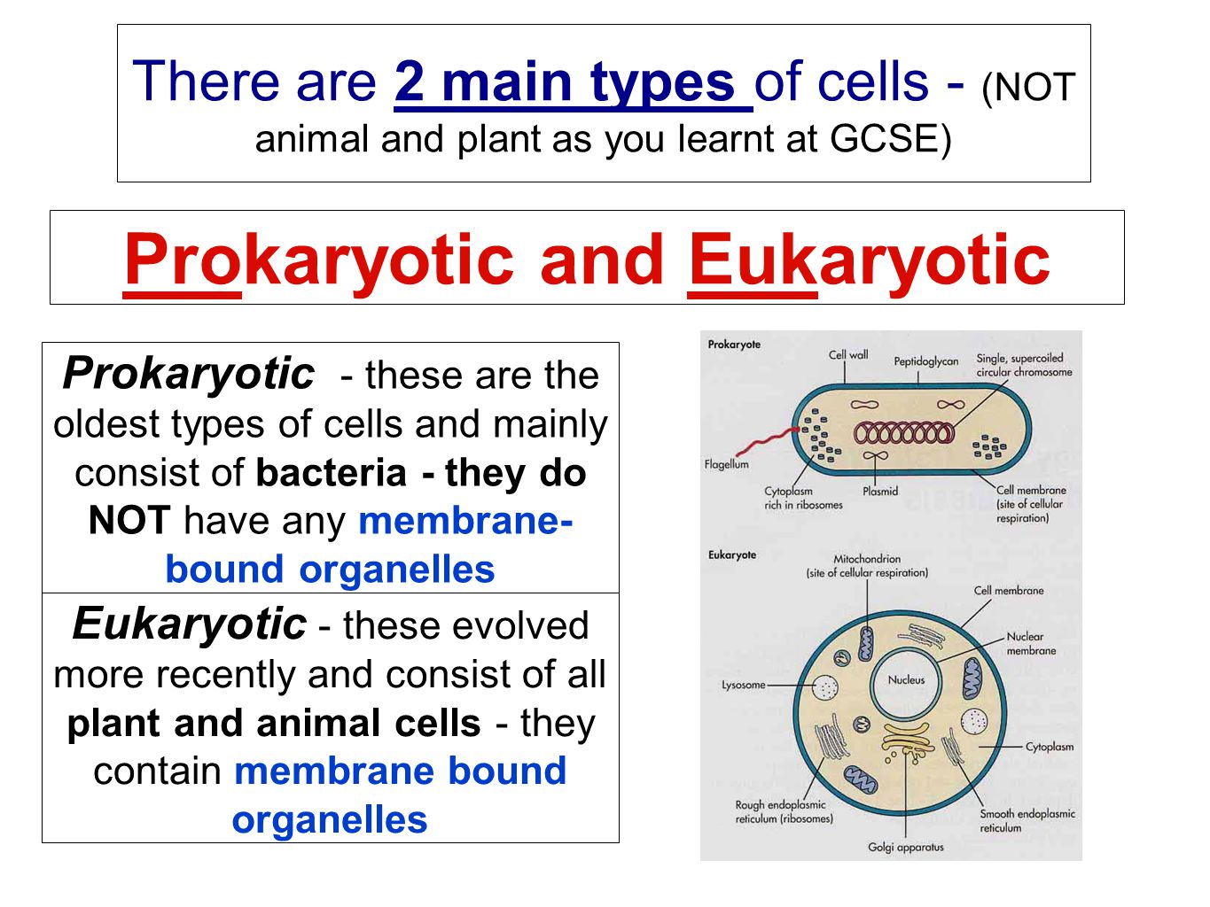 plant cell organelles and their functions An adventure into cells and their parts what are cell parts and their functions i am only in plant cells, like the cell wall. plant cell organelles and their functions An adventure into cells and their parts what are cell parts and their functions i am only in plant cells, like the cell wall.