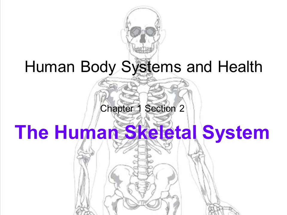 The Skeletal System Worksheet Answers The Skeletal System Worksheet Answers Laveyla Com
