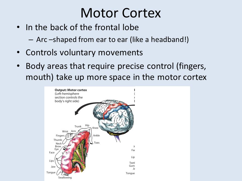 Motor Cortex In the back of the frontal lobe – Arc –shaped from ear to ear (like a headband!) Controls voluntary movements Body areas that require precise control (fingers, mouth) take up more space in the motor cortex