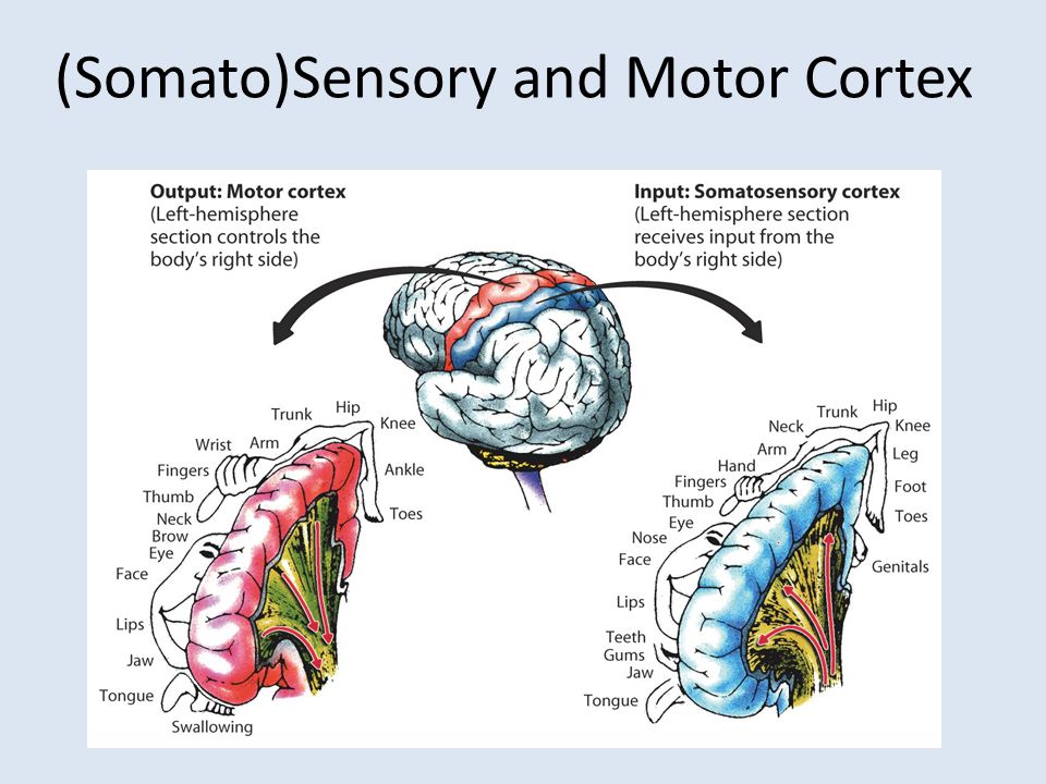 (Somato)Sensory and Motor Cortex