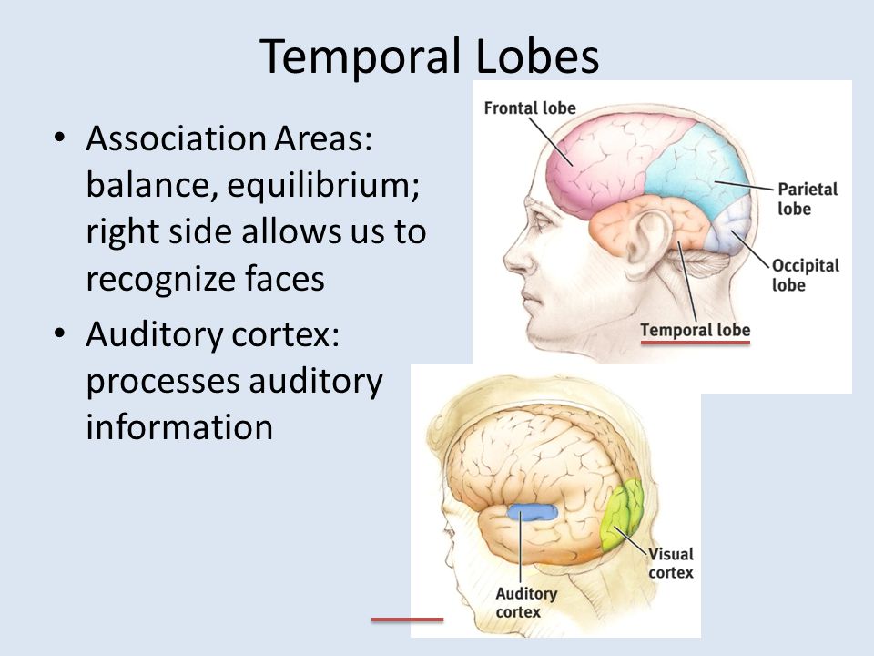 Temporal Lobes Association Areas: balance, equilibrium; right side allows us to recognize faces Auditory cortex: processes auditory information