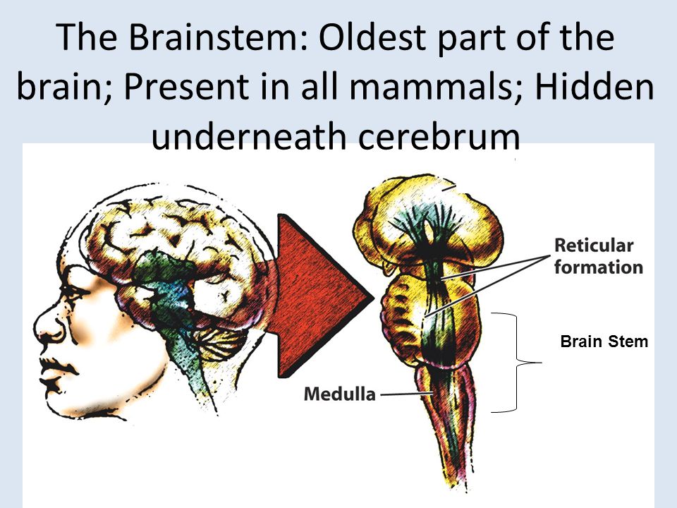 The Brainstem: Oldest part of the brain; Present in all mammals; Hidden underneath cerebrum Brain Stem