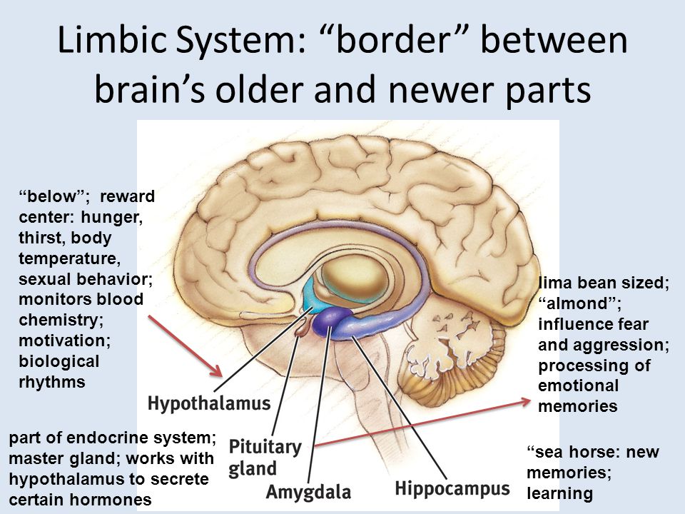 Limbic System: border between brain’s older and newer parts sea horse: new memories; learning lima bean sized; almond ; influence fear and aggression; processing of emotional memories below ; reward center: hunger, thirst, body temperature, sexual behavior; monitors blood chemistry; motivation; biological rhythms part of endocrine system; master gland; works with hypothalamus to secrete certain hormones