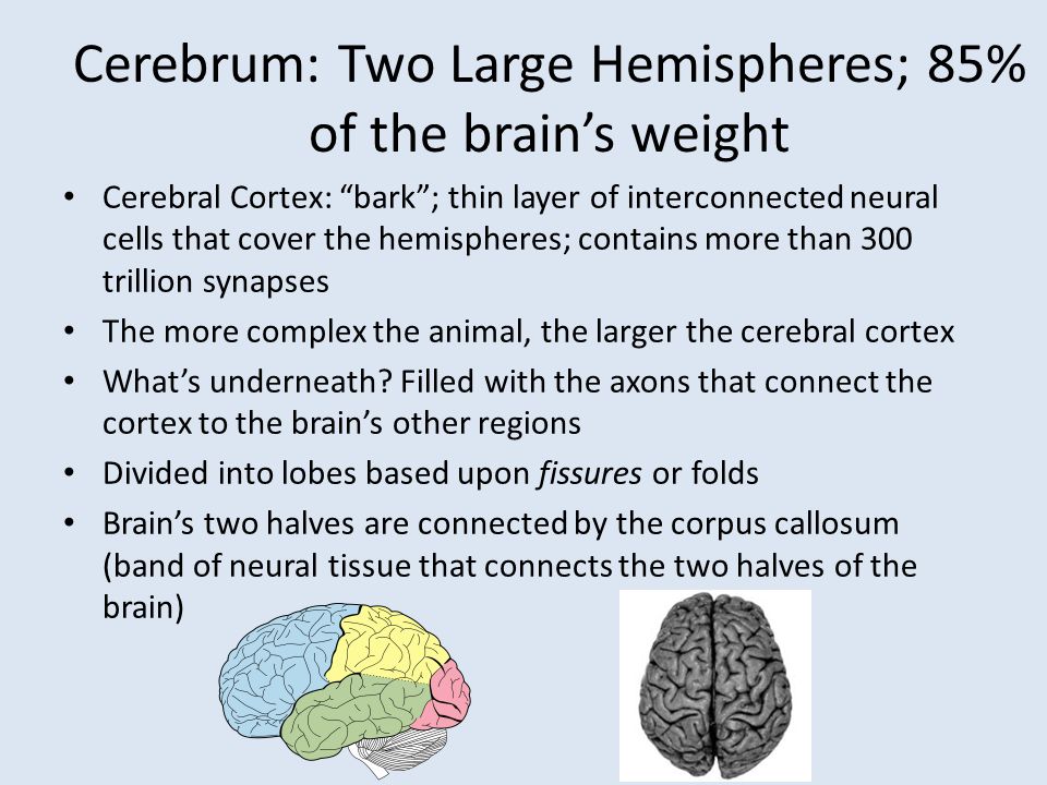 Cerebrum: Two Large Hemispheres; 85% of the brain’s weight Cerebral Cortex: bark ; thin layer of interconnected neural cells that cover the hemispheres; contains more than 300 trillion synapses The more complex the animal, the larger the cerebral cortex What’s underneath.