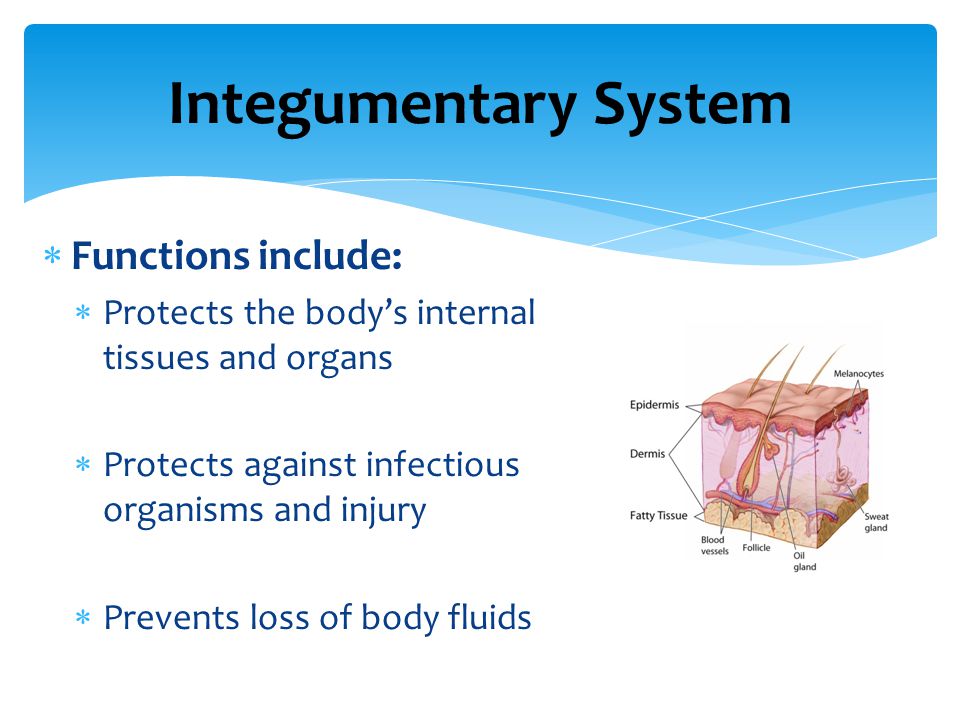 Integumentary System  Functions include:  Protects the body’s internal tissues and organs  Protects against infectious organisms and injury  Prevents loss of body fluids