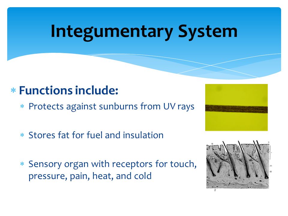 Integumentary System  Functions include:  Protects against sunburns from UV rays  Stores fat for fuel and insulation  Sensory organ with receptors for touch, pressure, pain, heat, and cold