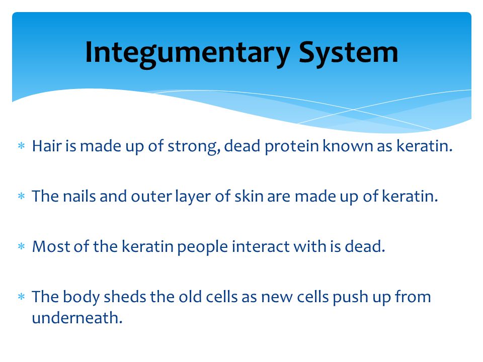 Integumentary System  Hair is made up of strong, dead protein known as keratin.