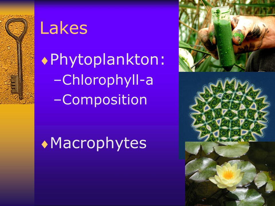 Lakes  Phytoplankton: –Chlorophyll-a –Composition  Macrophytes
