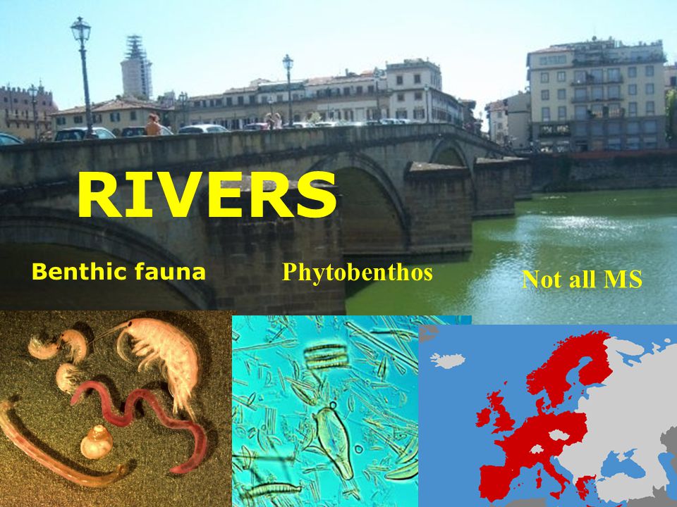 RIVERS Benthic fauna Phytobenthos Not all MS