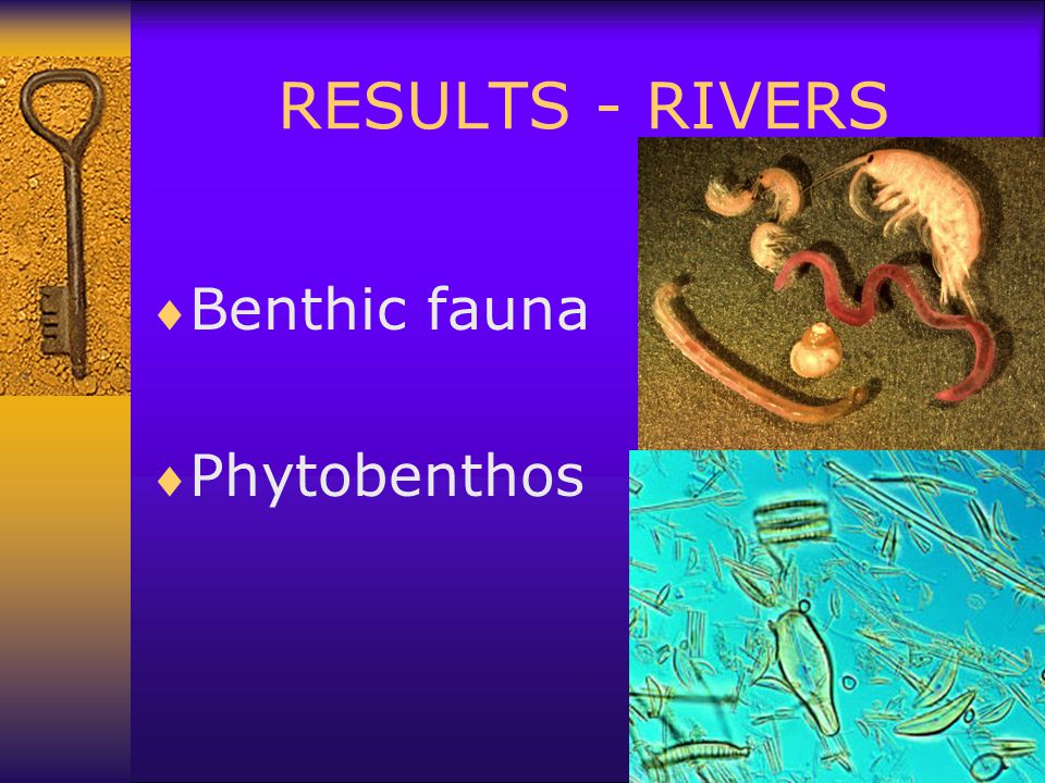 RESULTS - RIVERS  Benthic fauna  Phytobenthos
