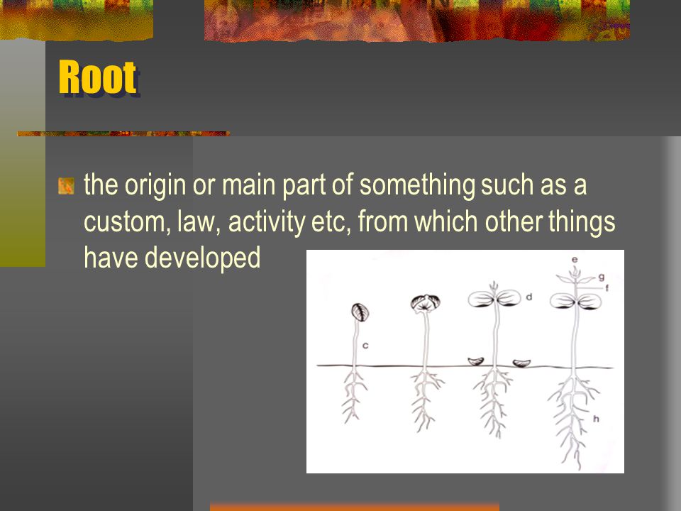 Root the origin or main part of something such as a custom, law, activity etc, from which other things have developed