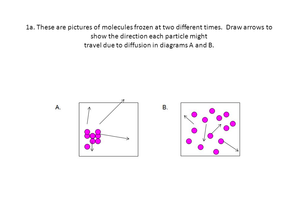Printables Facilitated Diffusion Worksheet Answers osmosis and diffusion worksheet precommunity printables worksheets the answers 1a these are pictures of
