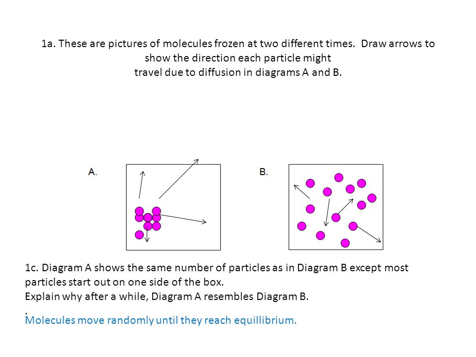 Worksheets Facilitated Diffusion Worksheet Answers diffusion worksheets student worksheet