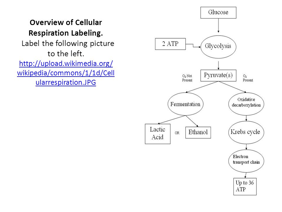 Printables Cellular Respiration Worksheet Answers cellular respiration worksheet answers pogil intrepidpath an overview worksheets