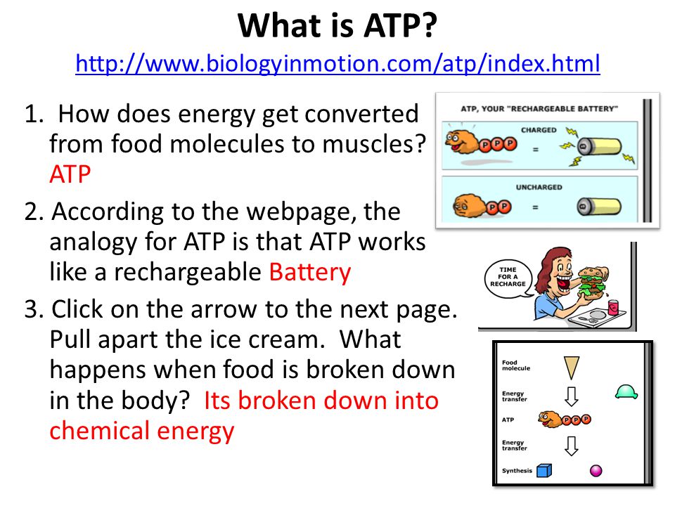 Printables Atp Worksheet web quest answers atp photosynthesis and cellular respiration what is httpwww biologyinmotion comatp