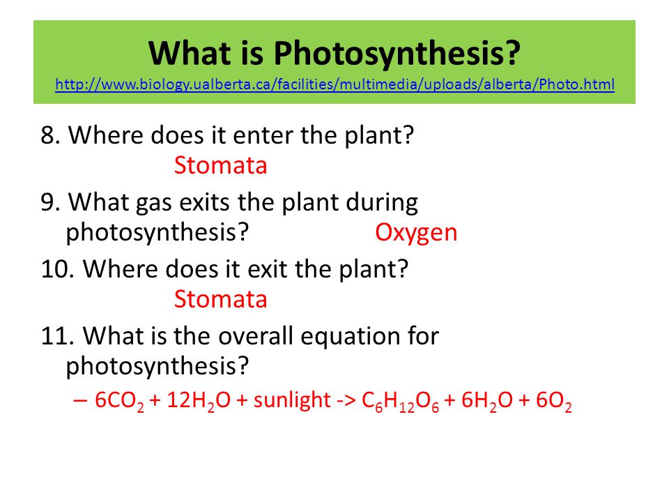 Photosynthesis And Cellular Respiration Worksheet Answer Key Review Worksheet Answer Key Critical Thinking Questions Photosynthesis Holt Biology And Cellular Respiration Homework Answers