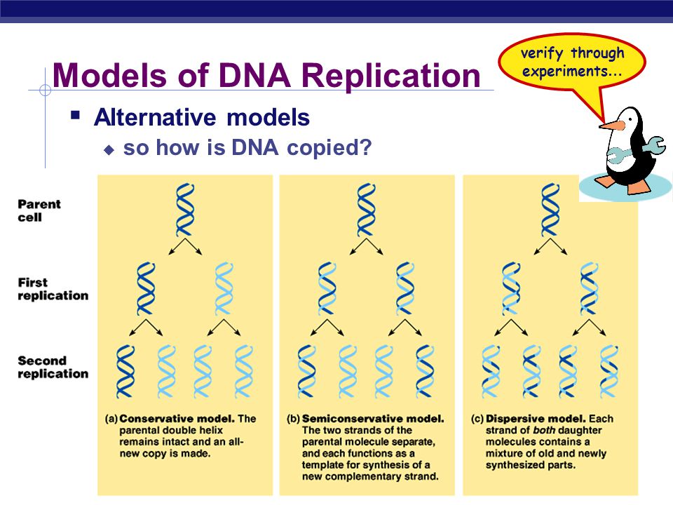 essay on dna