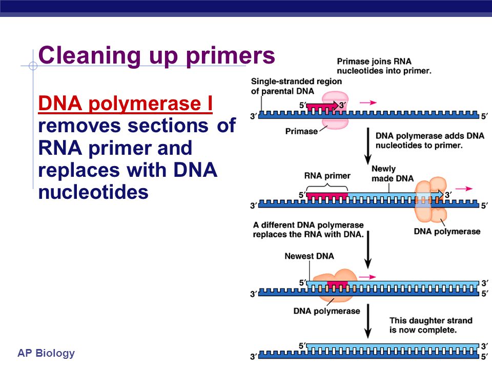 ap biology essay questions dna replication Advanced placement biology exam questions and standards you can download and preview ap biology test questions and answers in text essay questions and. ap biology essay questions dna replication Advanced placement biology exam questions and standards you can download and preview ap biology test questions and answers in text essay questions and.