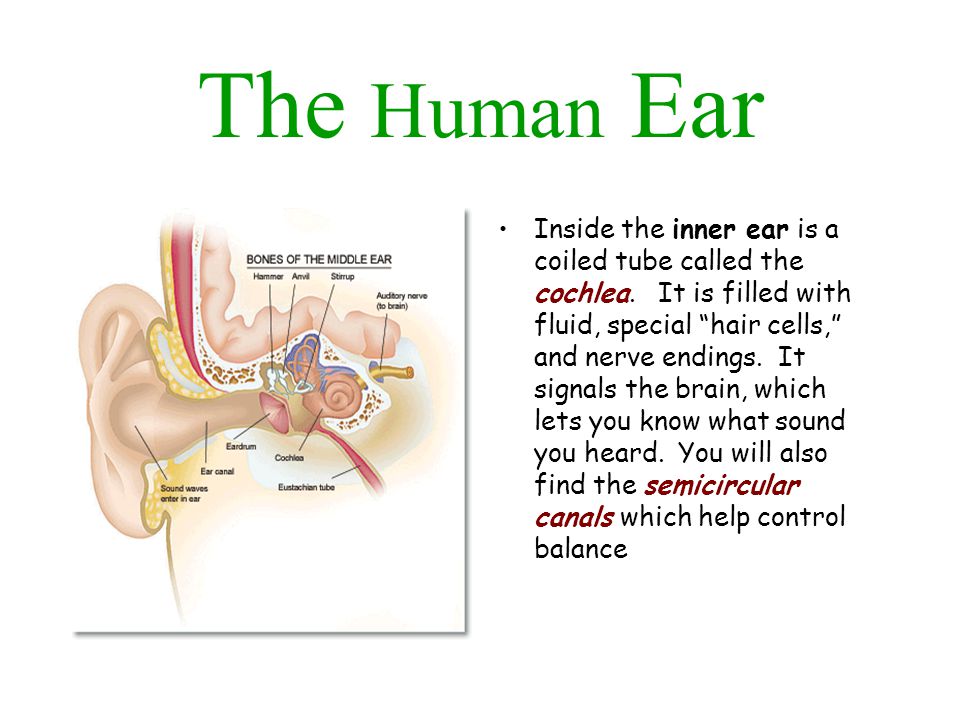 The Human Ear Inside the inner ear is a coiled tube called the cochlea.
