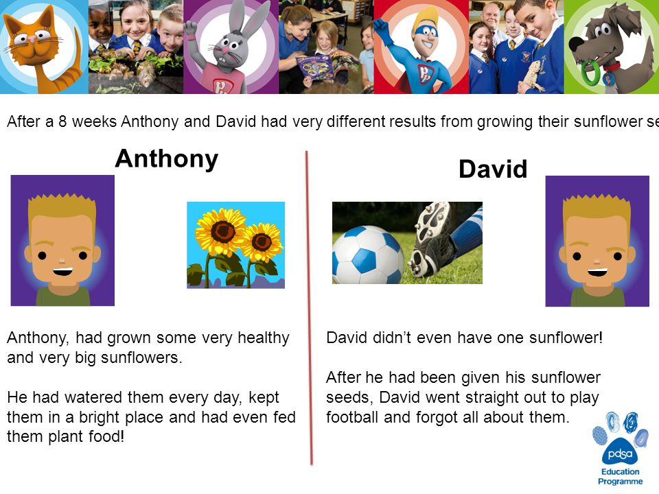 After a 8 weeks Anthony and David had very different results from growing their sunflower seeds.
