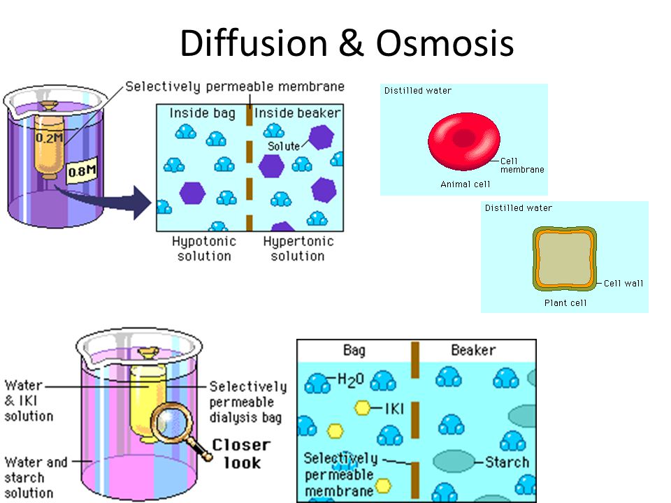osmosis and simple diffusion 2 describe one way in which osmosis is similar to simple diffusion and one way from anatomy 456111 at gulf coast community college. osmosis and simple diffusion 2 describe one way in which osmosis is similar to simple diffusion and one way from anatomy 456111 at gulf coast community college.