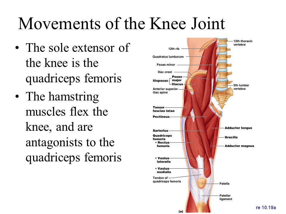 the knee joint essay This free health essay on essay: anterior cruciate ligament (acl) rupture of the acl can therefore significantly alter knee joint stability and result in the. the knee joint essay This free health essay on essay: anterior cruciate ligament (acl) rupture of the acl can therefore significantly alter knee joint stability and result in the.