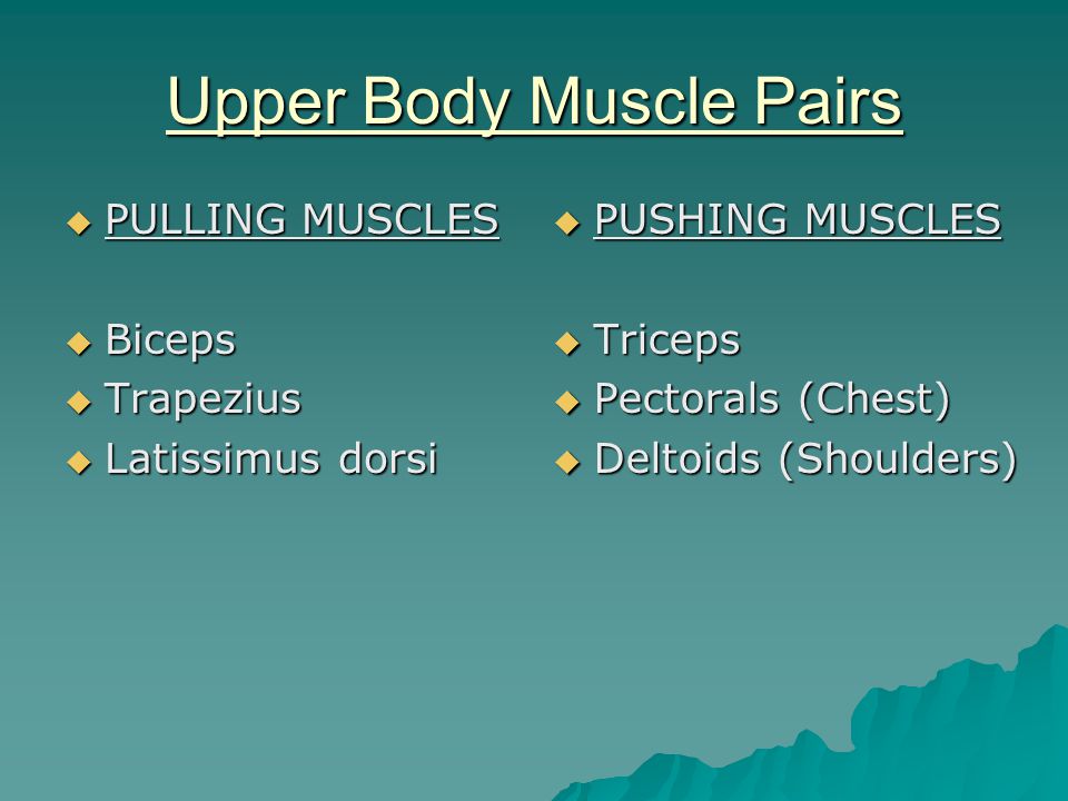 Upper Body Muscle Pairs  PULLING MUSCLES  Biceps  Trapezius  Latissimus dorsi  PUSHING MUSCLES  Triceps  Pectorals (Chest)  Deltoids (Shoulders)